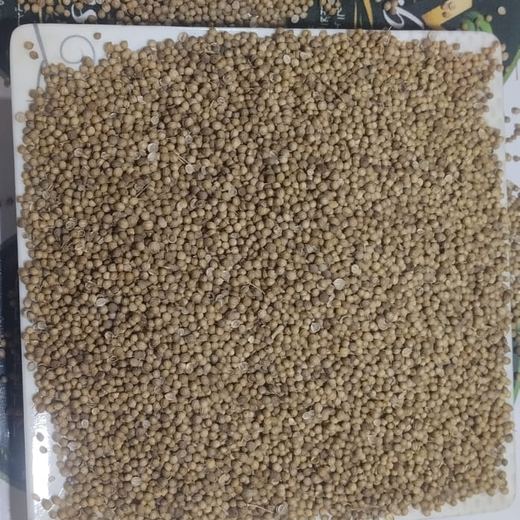 Export-grade dried Cumin from Beni Suef, Egypt