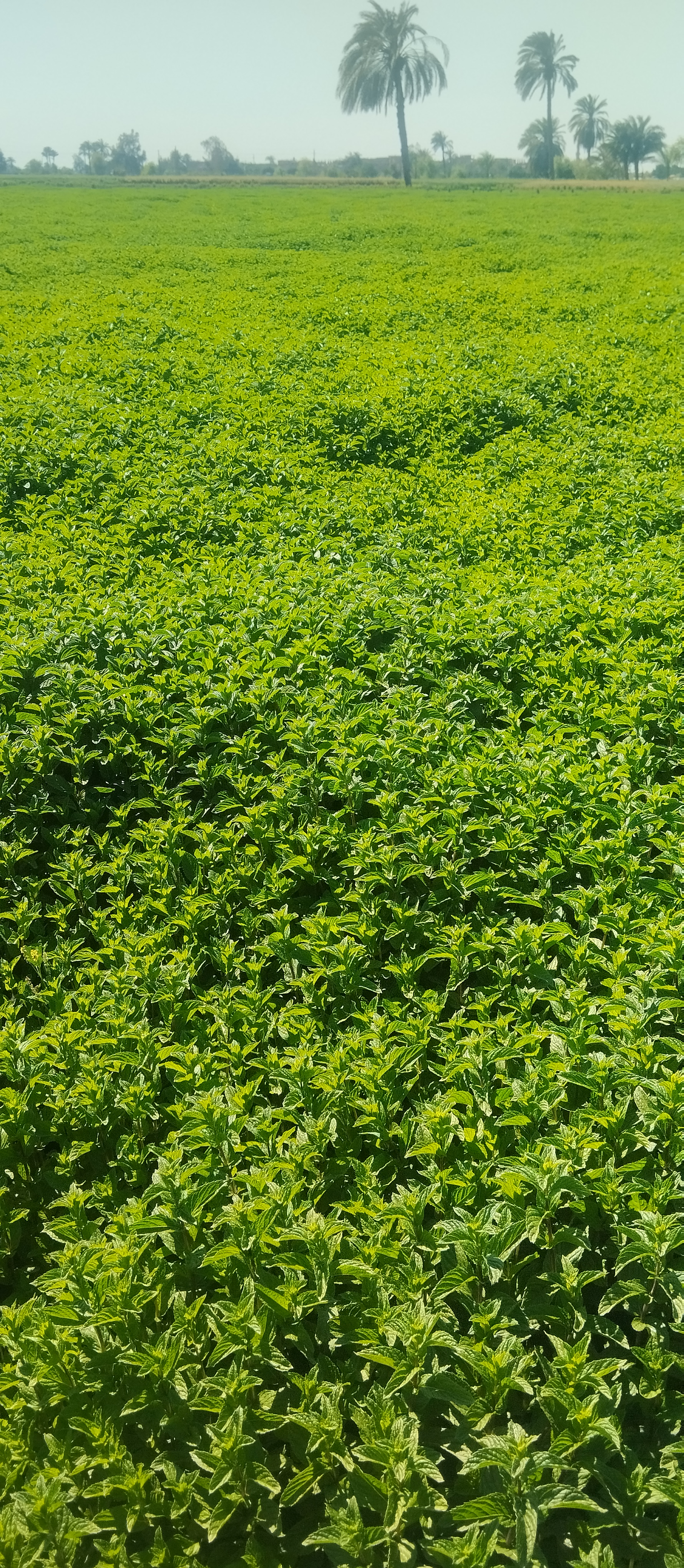 SpearMint — Egyptian Origin • Premium Grade