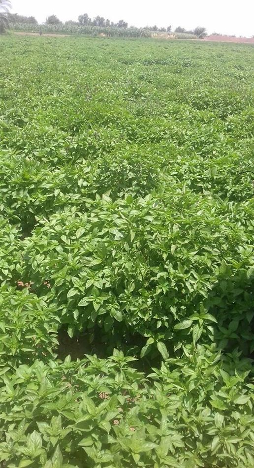 Basil — Egyptian Origin • Premium Grade