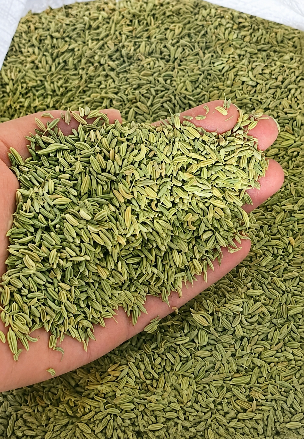 Fennel — Egyptian Origin • Premium Grade